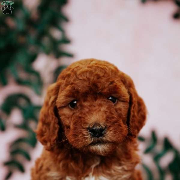 Porter F2B, Mini Goldendoodle Puppy